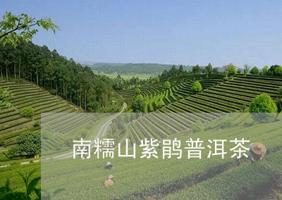 南糯山紫鹃普洱茶/2023033085041