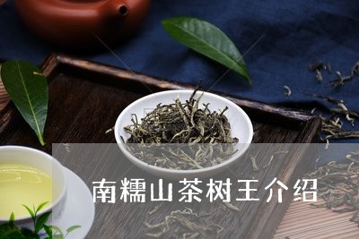 南糯山茶树王介绍/2023032563738