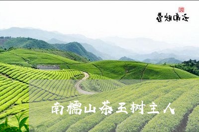 南糯山茶王树主人/2023032530714