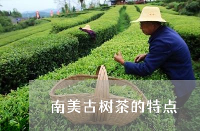 南美古树茶的特点/2023032695240