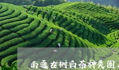 南通古树白茶种类图片介绍/2023040243026