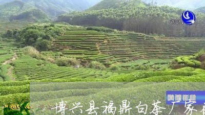 博兴县福鼎白茶厂家在哪里/2023040235140