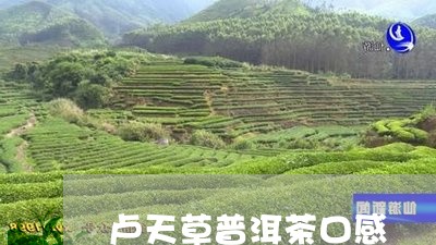 卢天草普洱茶口感/2023041240592