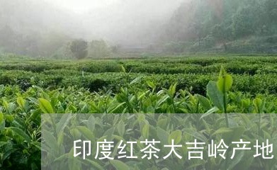 印度红茶大吉岭产地/2023031946959