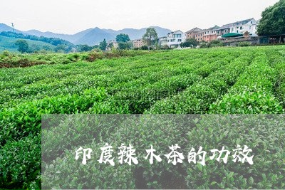 印度辣木茶的功效/2023032508261