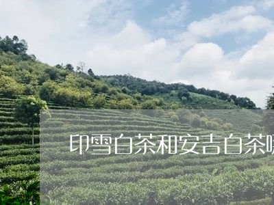 印雪白茶和安吉白茶哪个好/2023040292815