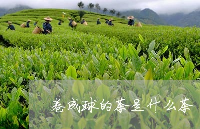 卷成球的茶是什么茶/2023041505057