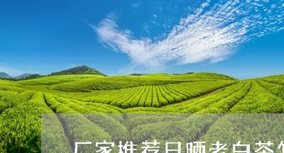 厂家推荐日晒老白茶怎么样/2023040280793