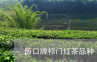 历口牌祁门红茶品种/2023032171735