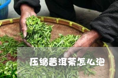 压缩普洱茶怎么泡/2023031869604