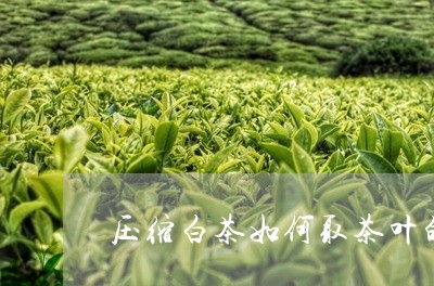 压缩白茶如何取茶叶的名字/2023040171847