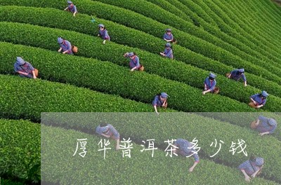 厚华普洱茶多少钱/2023033140582