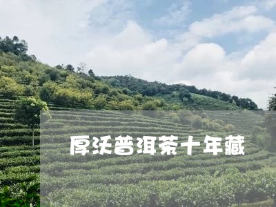 厚沃普洱茶十年藏/2023033075037