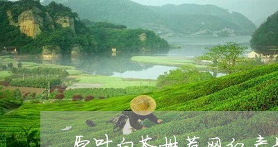 原叶白茶推荐网红产品/2023040196151