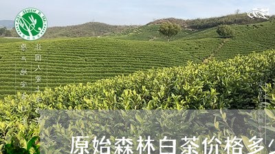 原始森林白茶价格多少一斤/2023040209403