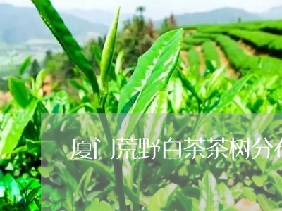 厦门荒野白茶茶树分布地区/2023040225581