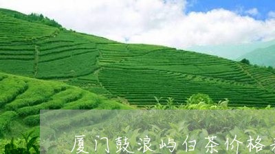 厦门鼓浪屿白茶价格表最新/2023040292693