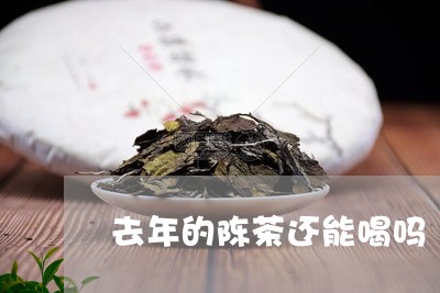 去年的陈茶还能喝吗/2023041668294