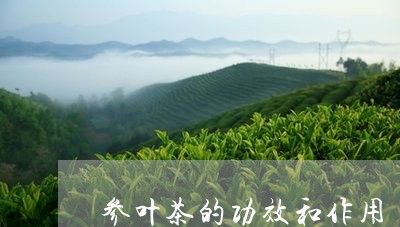 参叶茶的功效和作用/2023041796149