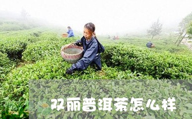 双丽普洱茶怎么样/2023033153038