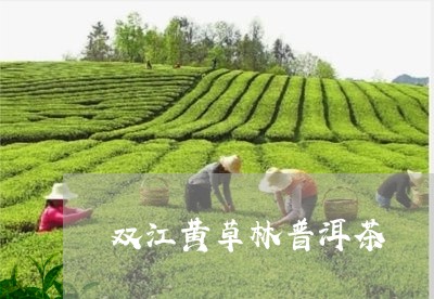 双江黄草林普洱茶/2023040128470