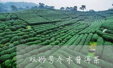 双狮号乔木普洱茶/2023040148572