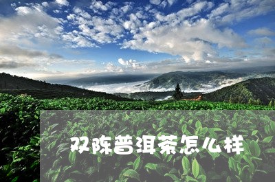 双陈普洱茶怎么样/2023031714938