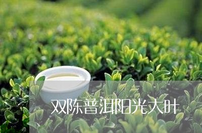 双陈普洱阳光大叶/2023032827381