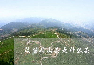 双髻娘山茶是什么茶/2023041560603