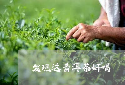 发现这普洱茶好喝/2023041156462