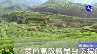 发色高级感显白茶棕色秋冬/2023040125049