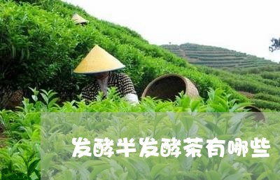 发酵半发酵茶有哪些/2023041632702