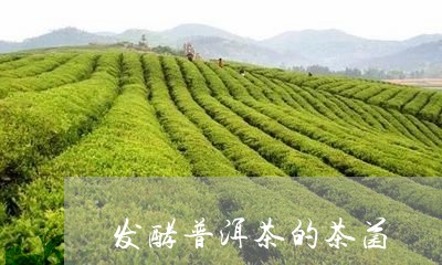 发酵普洱茶的茶菌/2023041180814