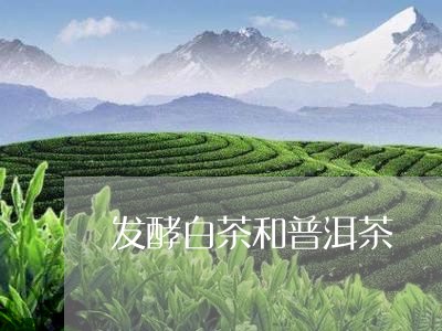 发酵白茶和普洱茶/2023031850793