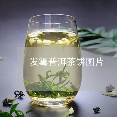 发霉普洱茶饼图片/2023041098151