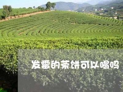 发霉的茶饼可以喝吗/2023041603726