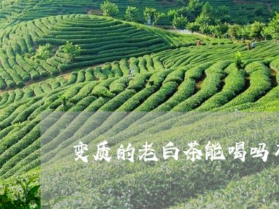 变质的老白茶能喝吗有害吗/2023040204036