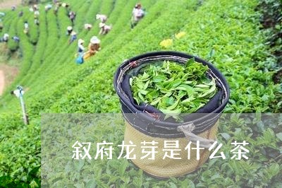 叙府龙芽是什么茶/2023032410816