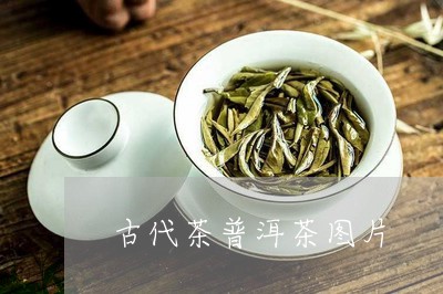 古代茶普洱茶图片/2023041263846