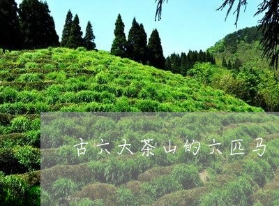 古六大茶山的六匹马/2023032040613