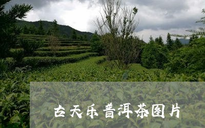 古天乐普洱茶图片/2023041049261