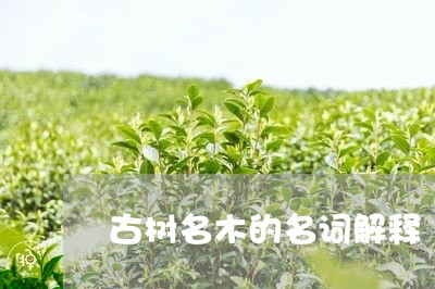 古树名木的名词解释/2023041605047