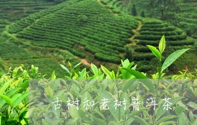 古树和老树普洱茶/2023041386404