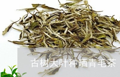 古树大叶种晒青毛茶/2023032068471