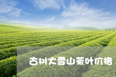 古树大雪山茶叶价格/2023031905039