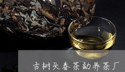 古树头春茶勐养茶厂/2023032173927