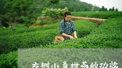 古树小青柑茶的功效/2023032150705