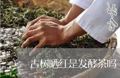 古树晒红是发酵茶吗/2023032163695