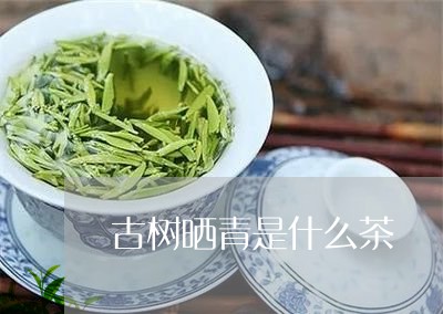 古树晒青是什么茶/2023032422493