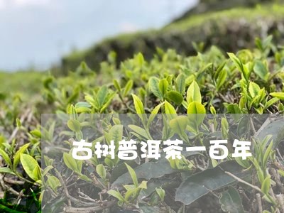 古树普洱茶一百年/2023033109491